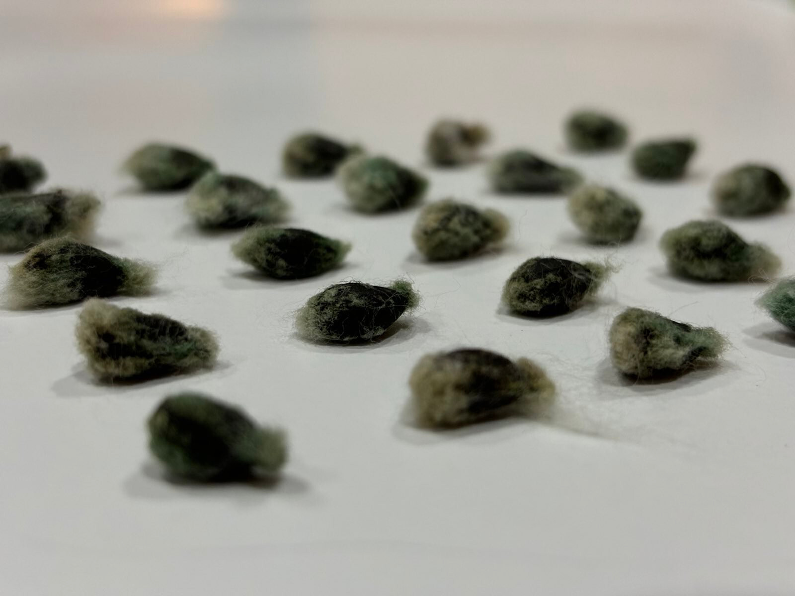 Puerto Rico Tree Cotton (Gossypium arboreum) Packs of 10 Seeds — Free Shipping