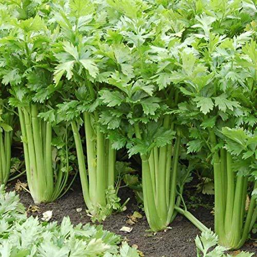 Giant Golden Pascal Celery Seeds | Non-GMO | Free Shipping | Seed Store | 1136