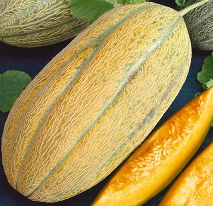 BANANA MELON SEEDS 50+ CANTALOUPE garden VINE fruit CUCUMIS MELO FREE SHIPPING