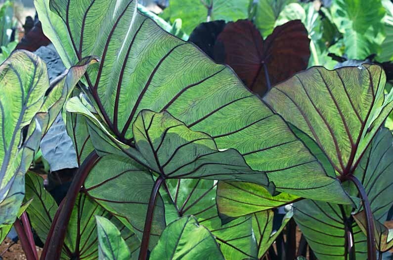Colocasia Blue Hawaiian Elephant Ear Live Plant 3″ Pot Garden Outdoor