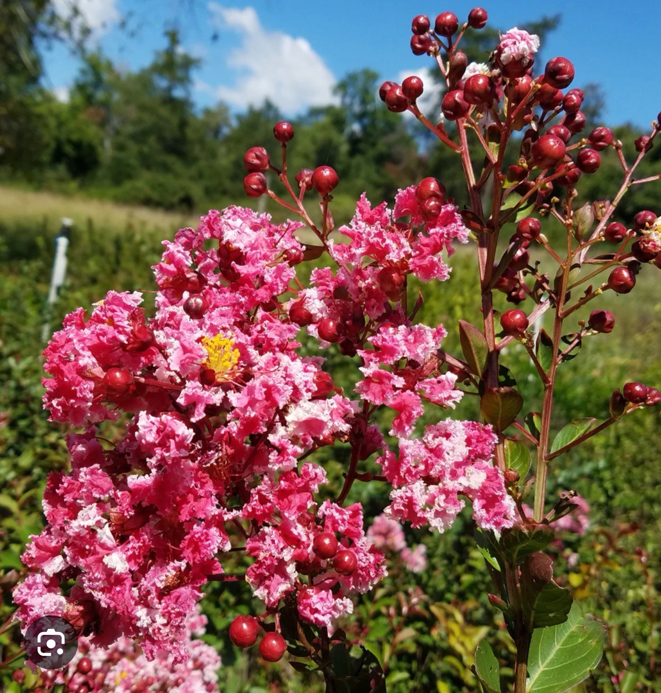 Raspberry Sunday Crape Crepe Myrtle Starter Lagerstroemia Small STARTER Plant