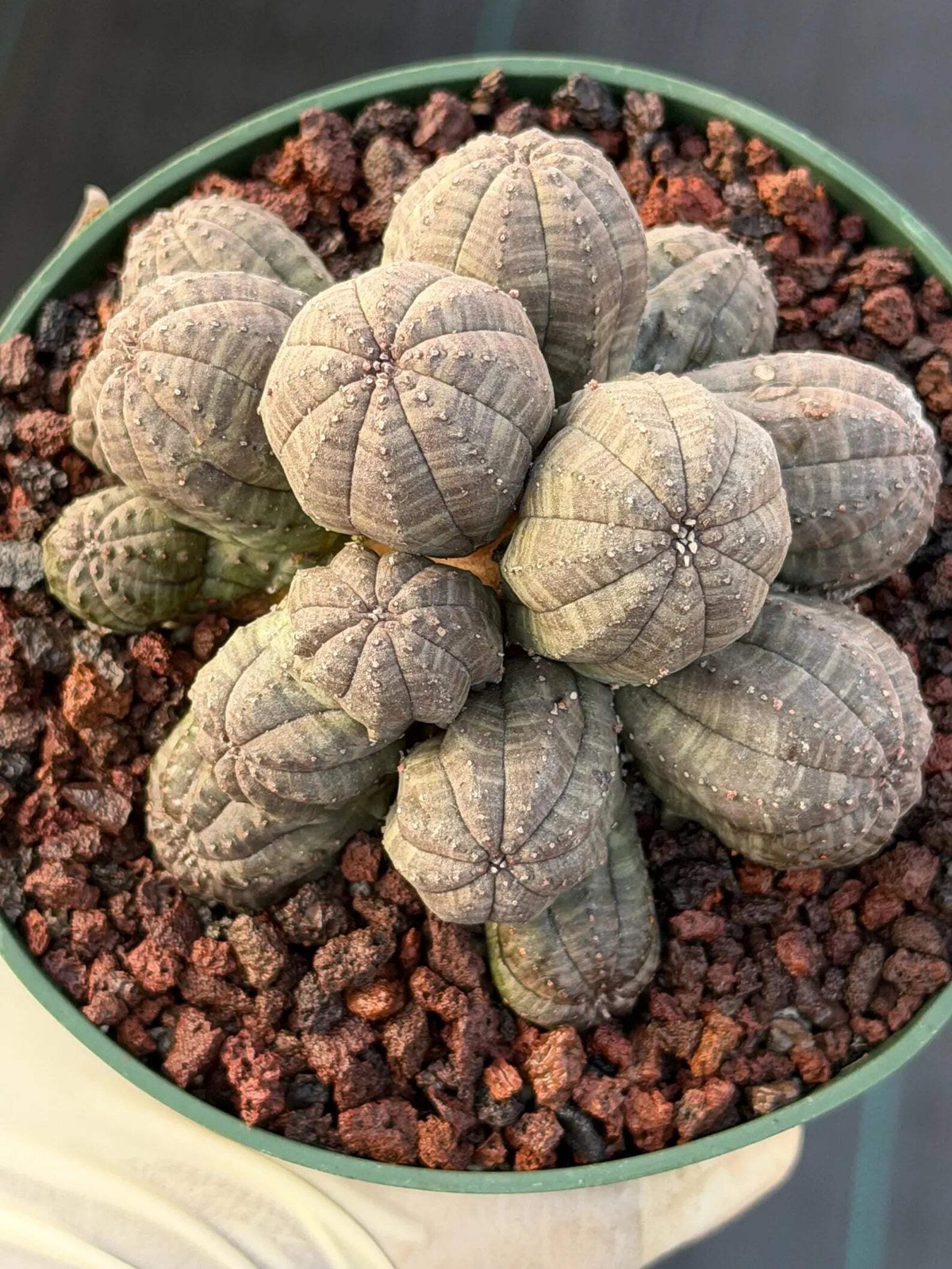 Crested Euphorbia Obesa Cluster Live Plant #235
