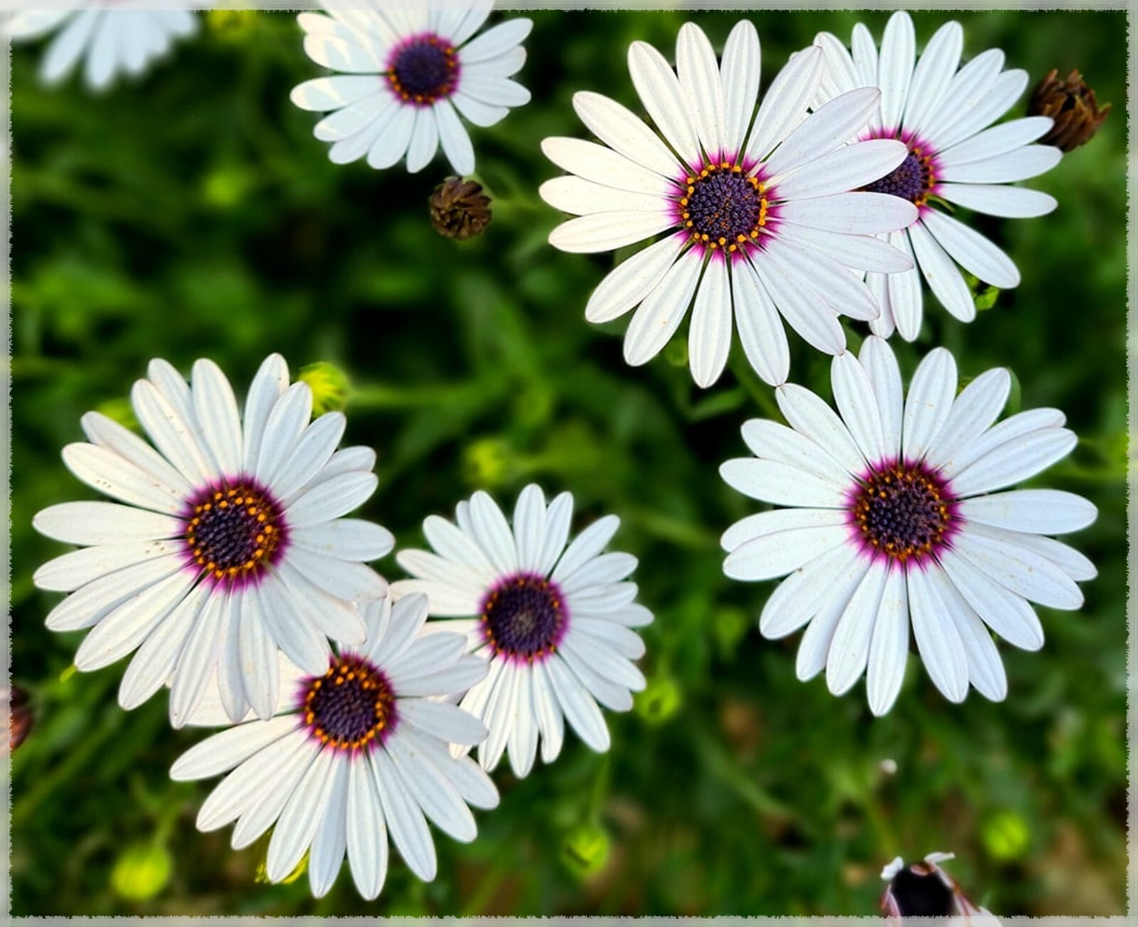 White Cape Daisy Seeds, Trailing African Daisy, Blue-Eyed Daisy, FREE SHIPPING