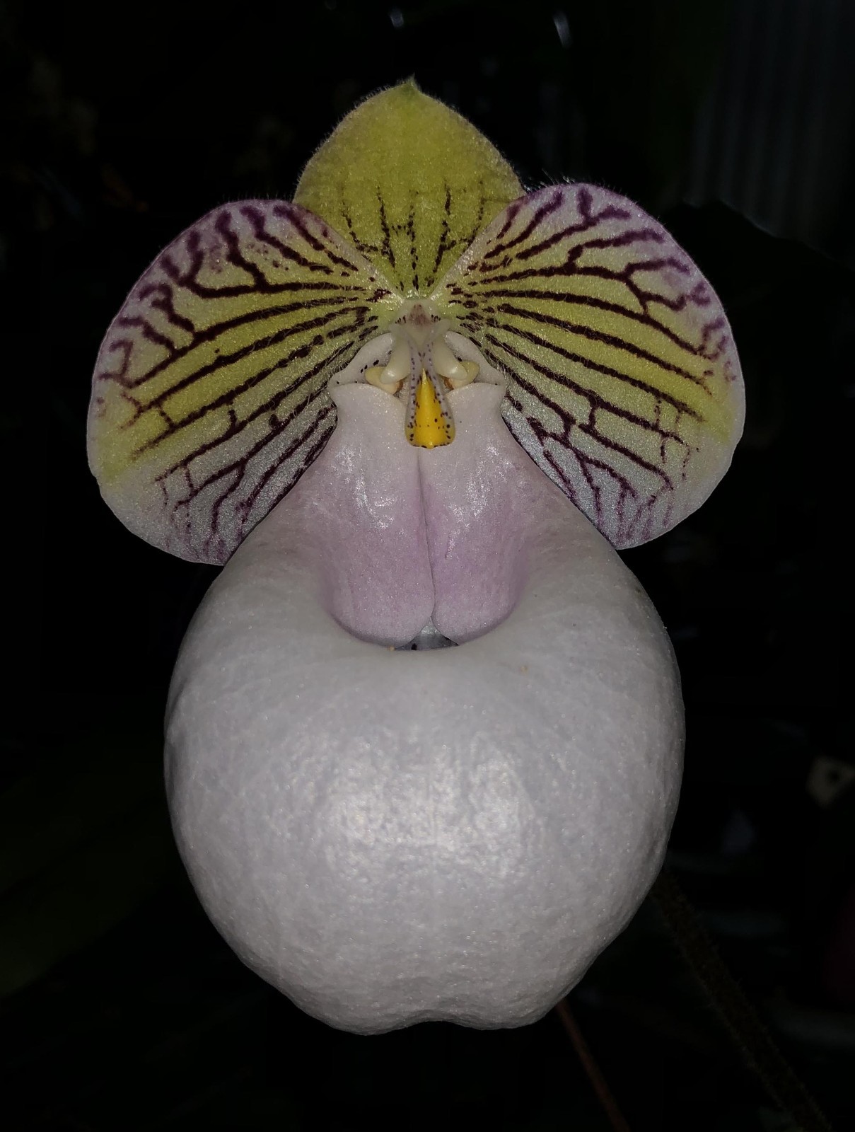 PINK PARVI WHITE POUCH VIETNAM PAPH ORCHID SPECIES micranthum eburneum 2″ pot