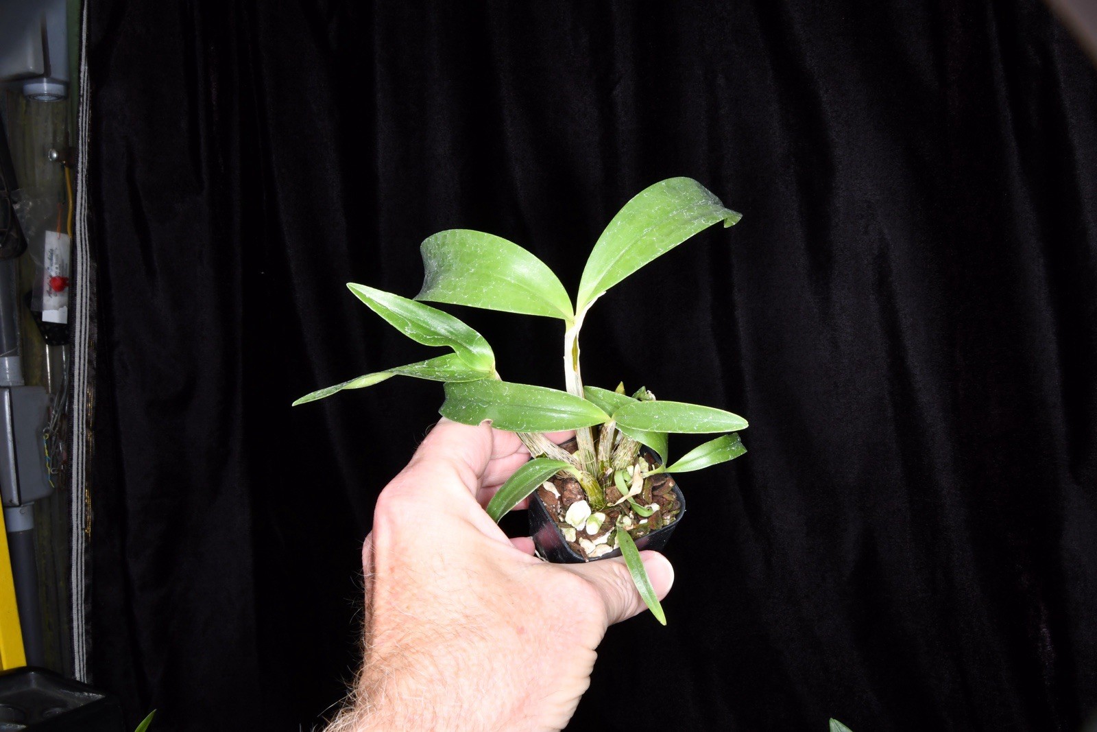 Orchid Hybrid Dendrobium ( Read Description For The Cross )