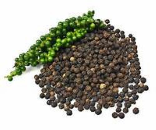 ~~BLACK PEPPER~~Piper nigrum~~Live STARTER Plant~~USA Seller~~