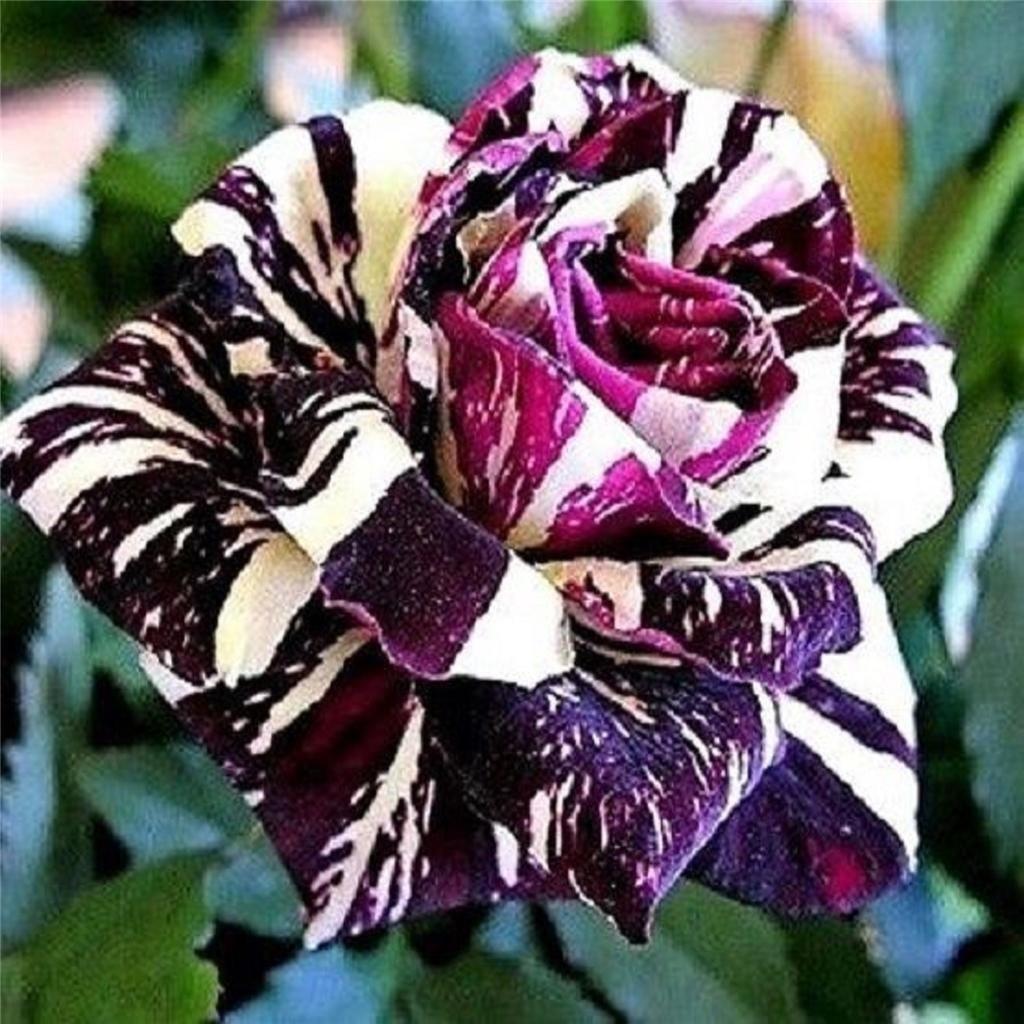 Black Dragon Rose Bush 20 or 100 Seeds~Rare-Free Shipping-USA Seller