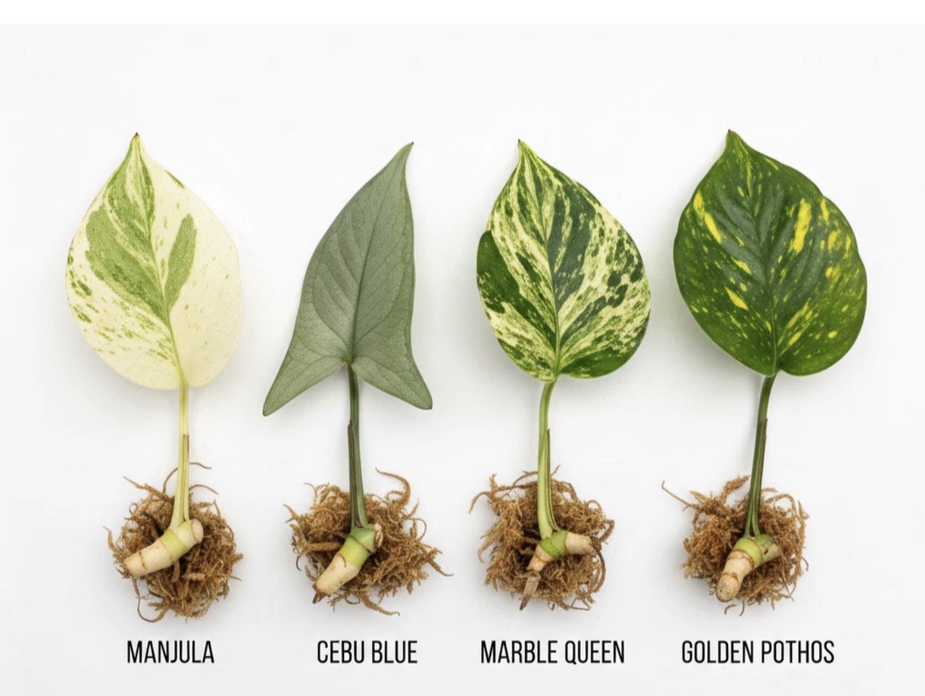 4 Rare Pothos Collection | Live Nod Plants | Cebu Blue Manjula Marble Golden