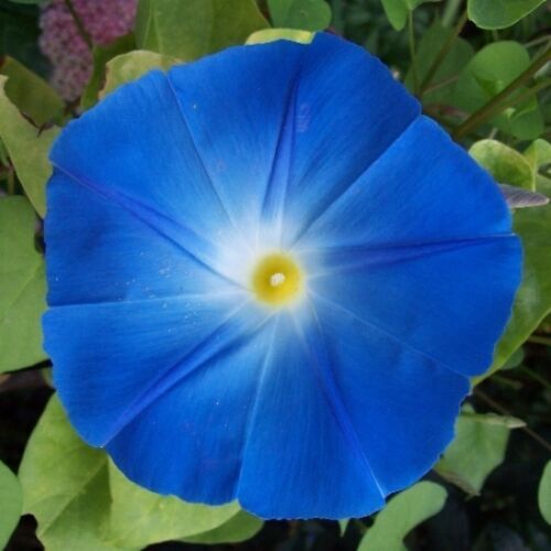 Heavenly Blue Morning Glory Seeds | Giant 5″ Blue Flowers | Free Shipping | 1181