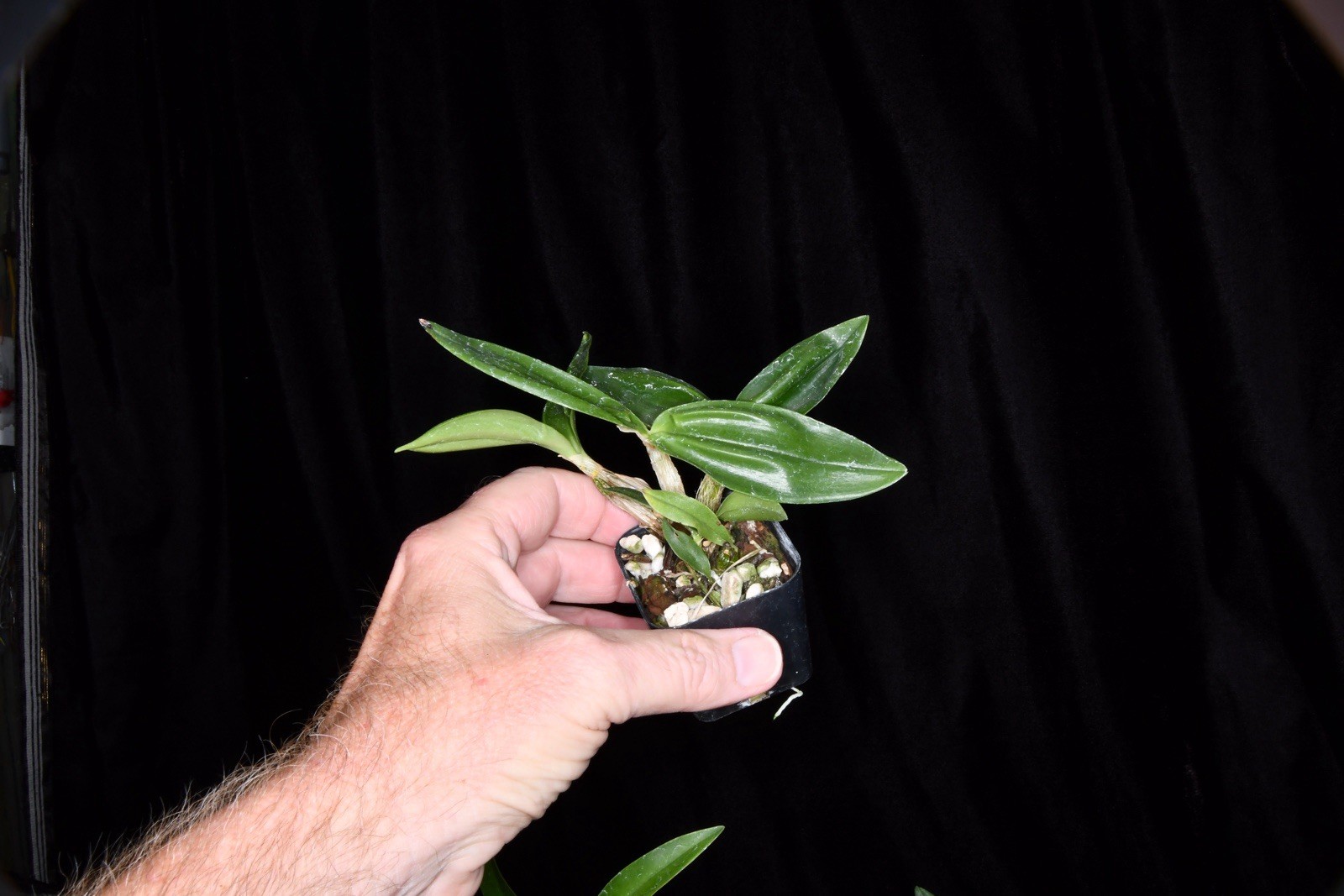 Orchid Hybrid Dendrobium ( Read Description For The Cross )