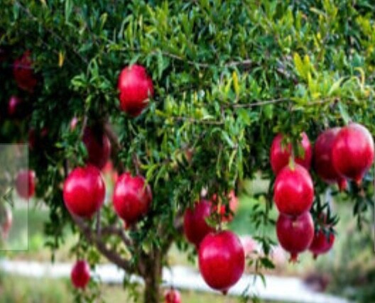 25PCS DWARF POMEGRANATE TREE SEEDS PUNICA GRANATUM NANA GARDEN FRUIT HOUSE PLANT