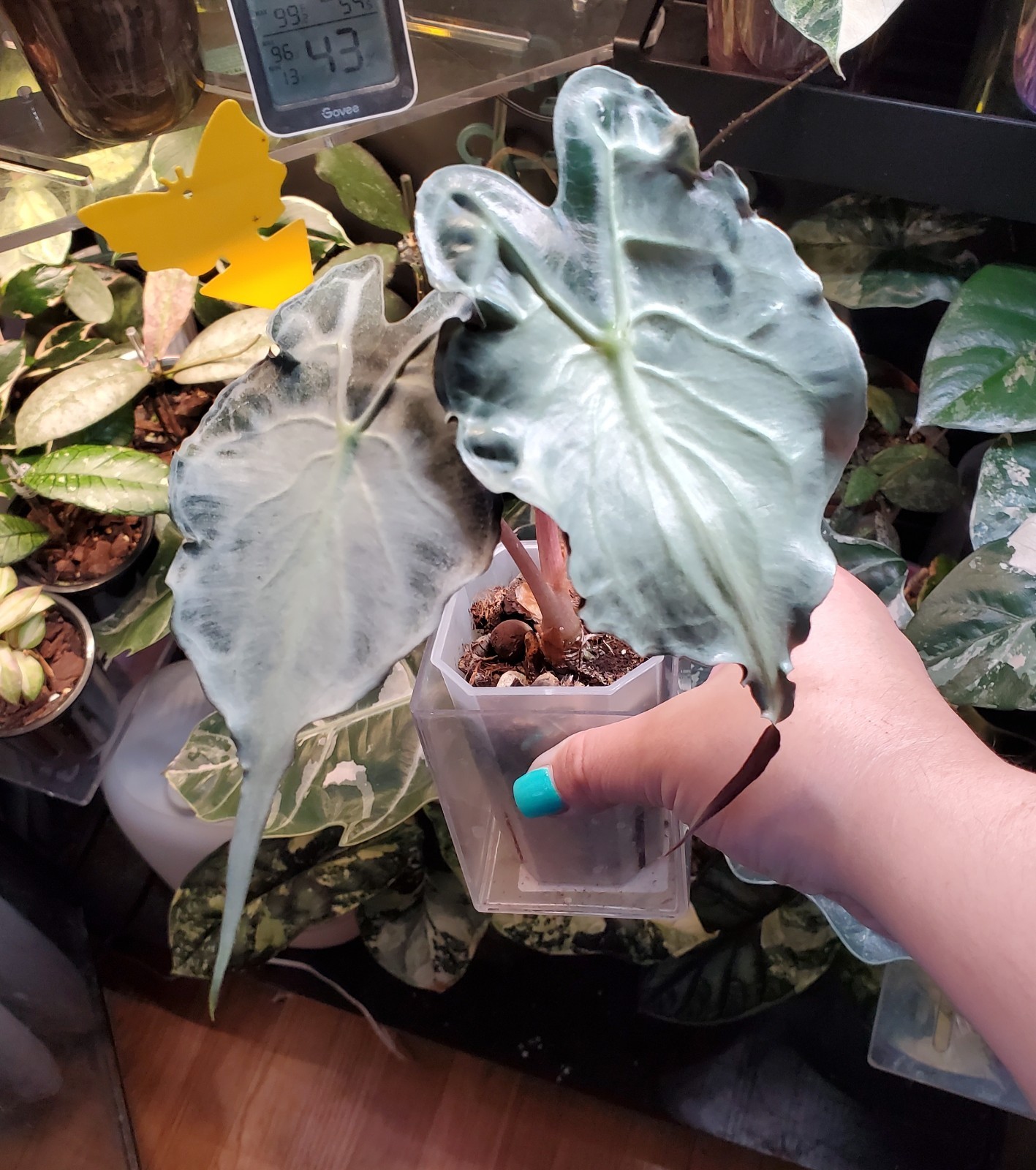 Alocasia Venom CORM