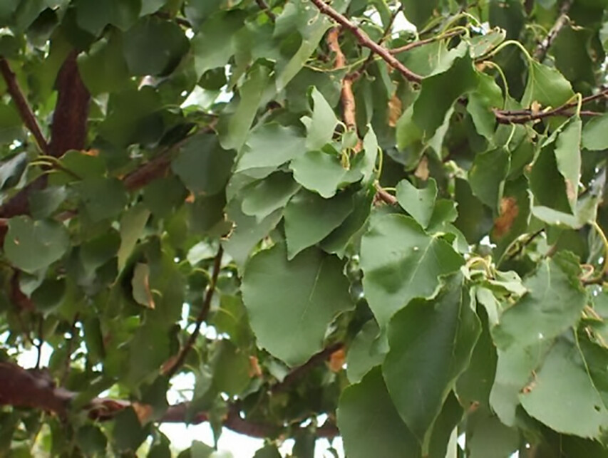 Mandchurian Apricot, Prunus armeniaca mandshurica, Tree Seeds (Hardy, Edible)