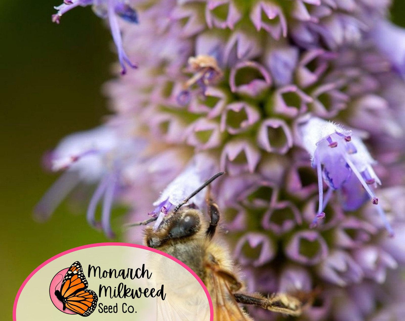 1400+ Anise Hyssop Seeds | Non-GMO, Wildflower Gardening, Agastache foeniculum