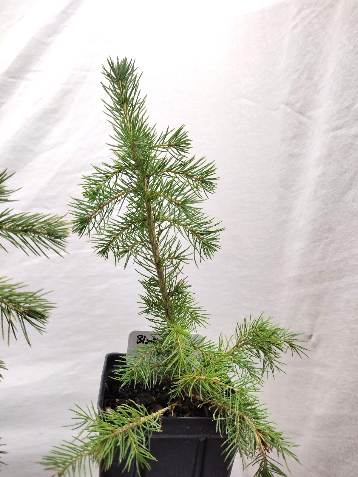Black Hills Spruce 2 year old tree. Picea glanca var densata. mariana.
