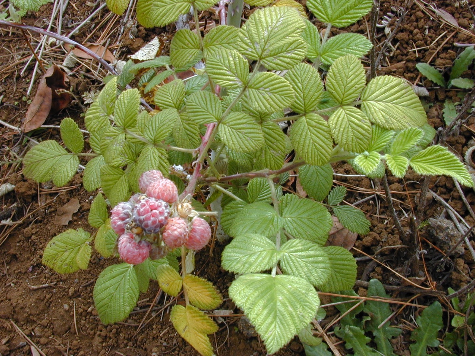 1 Mysore Black Raspberry Starter Plug Rubus niveus