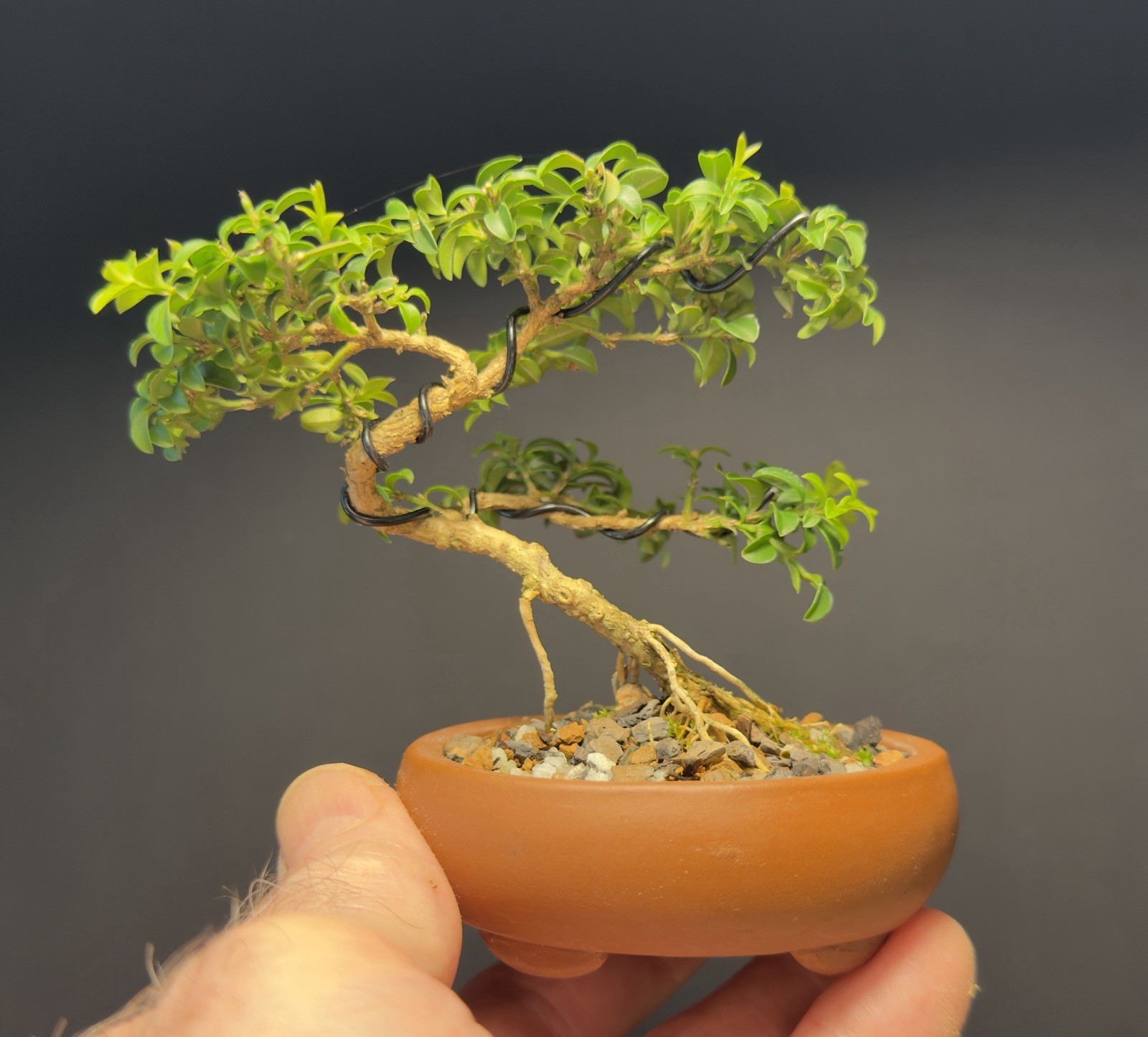 Bonsai Tree Kingsville Boxwood 12 Years Old 4.5” Tall Unglazed Marked Pot