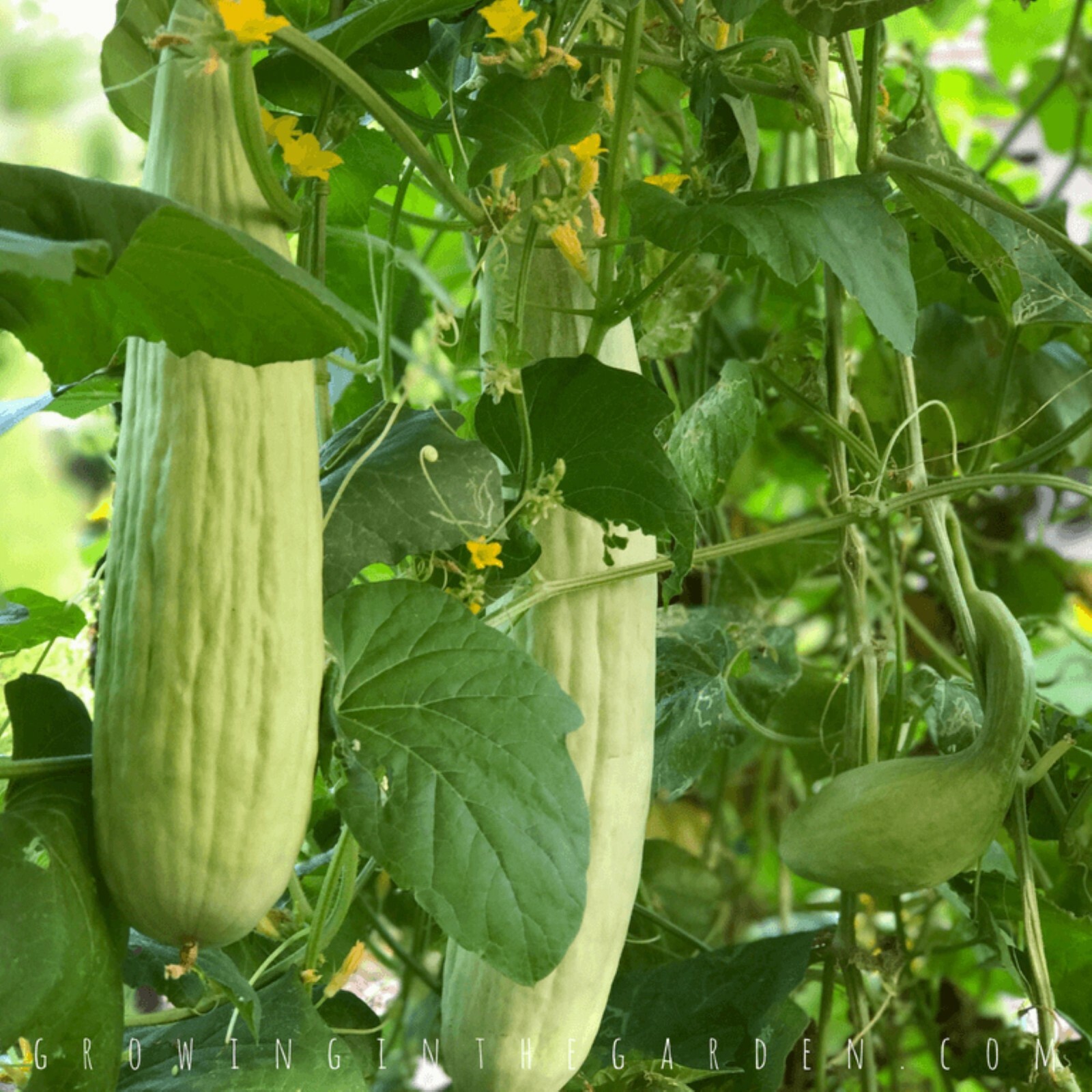 Armenian Cucumber Seeds, Metki Pale, White Serpent, NON-GMO, Burpless, FREE SHIP