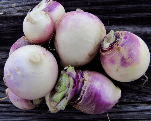 500+Turnip Seeds Purple Top White Globe Turnip Seed(Brassica rapa) Vegetable USA