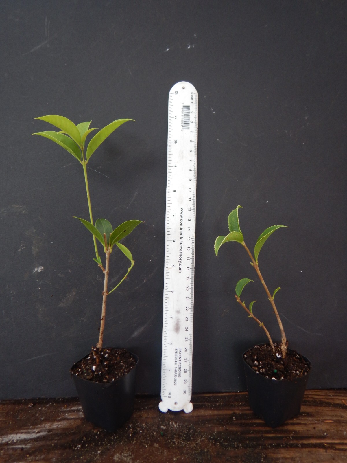 ~APRICOT ECHO~Fragrant Tea Sweet Olive Osmanthus fragrans~rooted starter plant