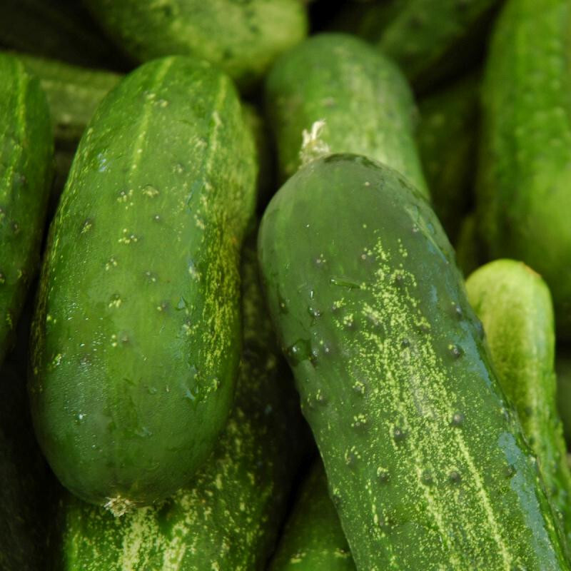 50+ CAROLINA HYBRID CUCUMBER SEEDS NON-GMO FRESH YOUR GARDEN