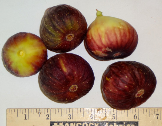 3 Fresh Fig Cuttings Texas Everbearing Fig Tree Cuttings, Zone 6 to 11