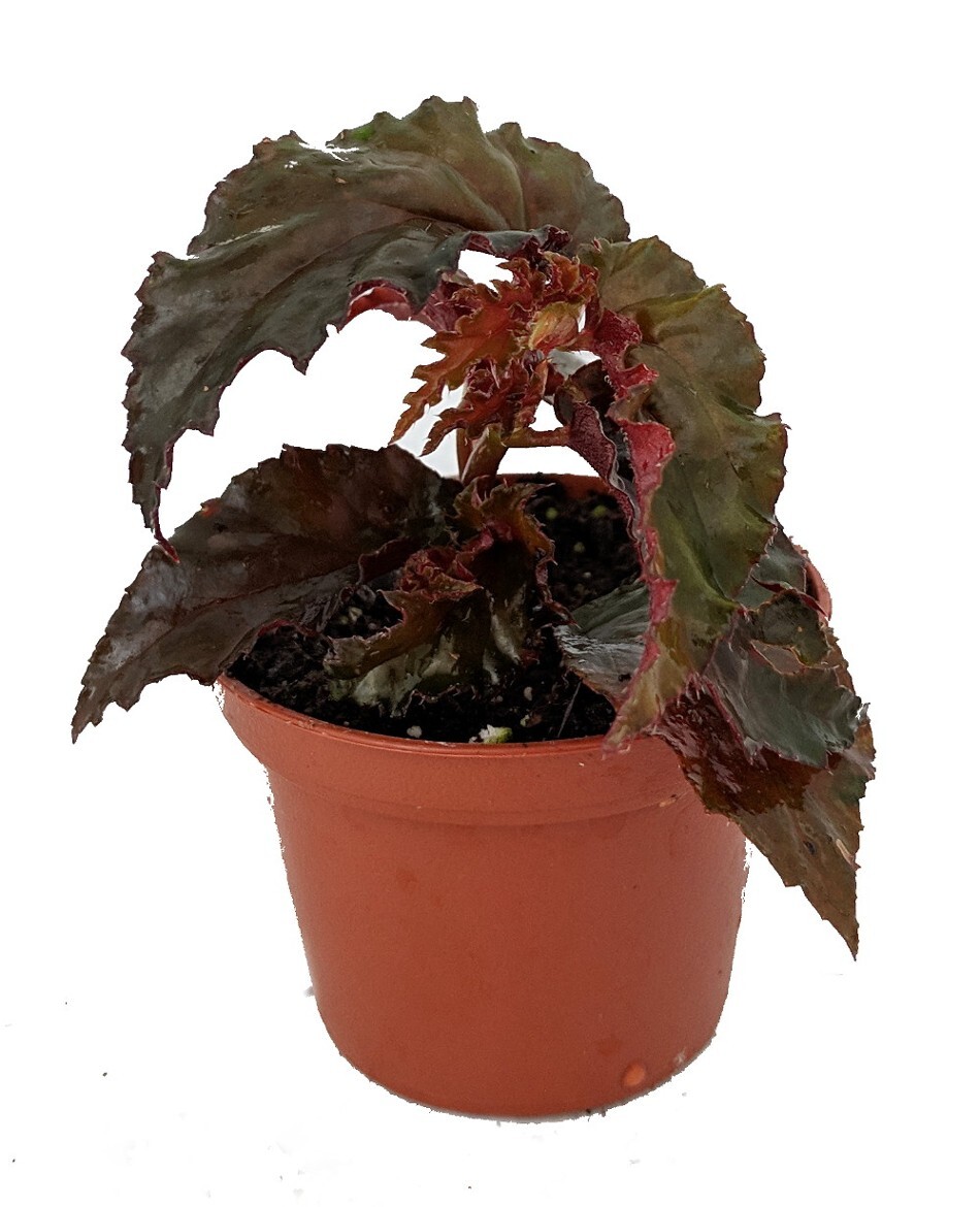 Begonia Black Bower’s Terrariums Fairys Outdoors And Indoors Live Plant 2.5″ Pot