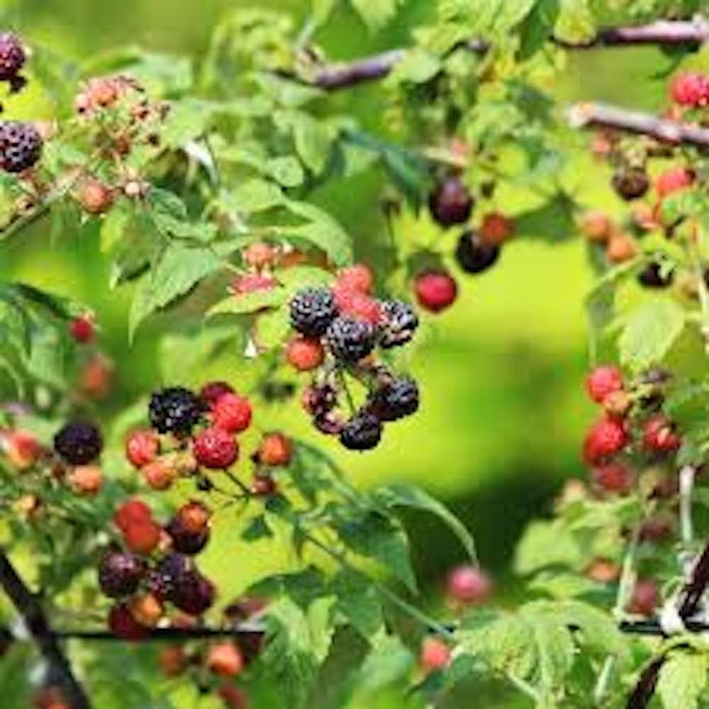 5 Cumberland Black Raspberry Starter Plug Rubus occidentalis