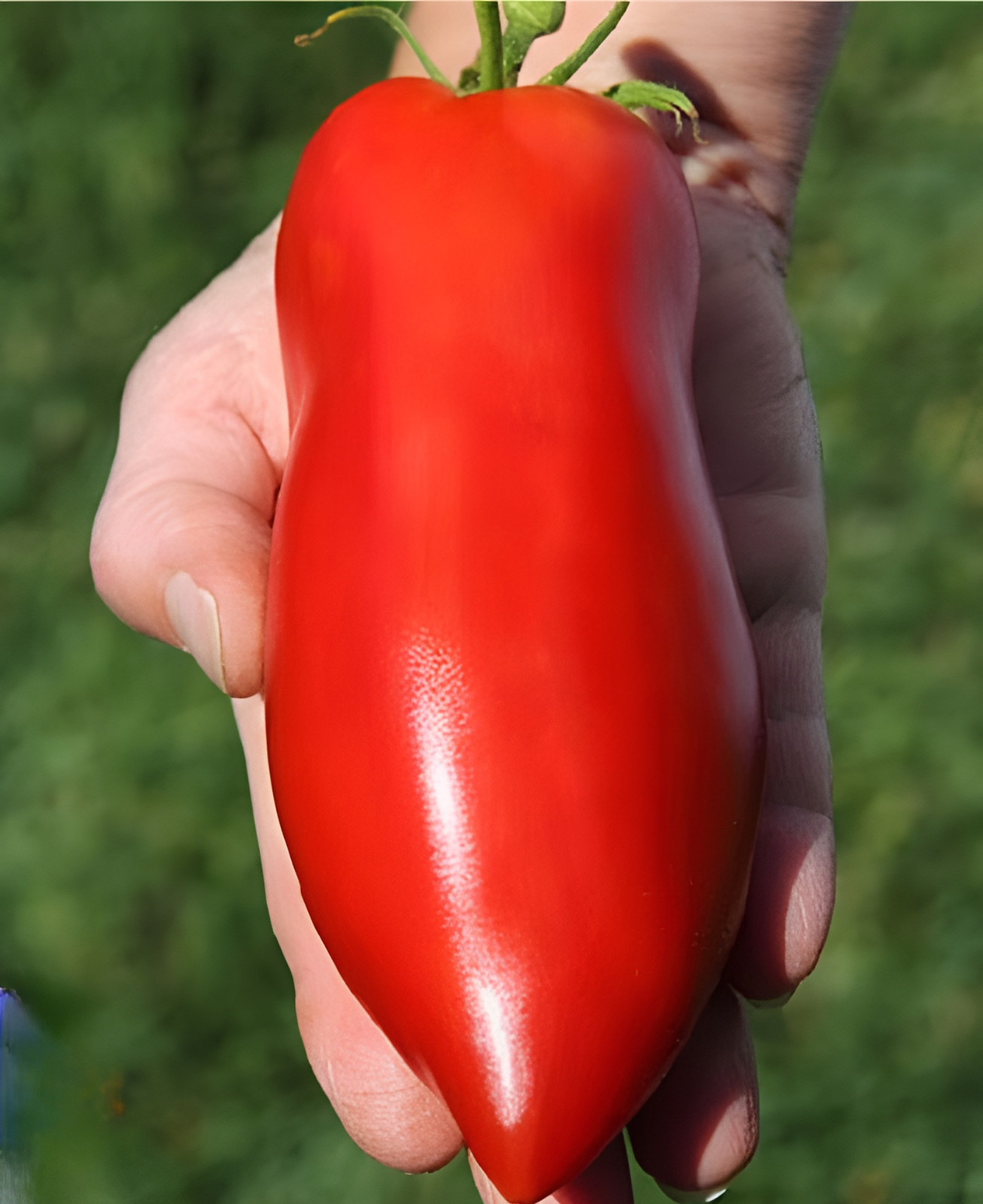 100 Heirloom Super Italian Paste Tomato Seeds – High Yields 6-10oz Indeterminate