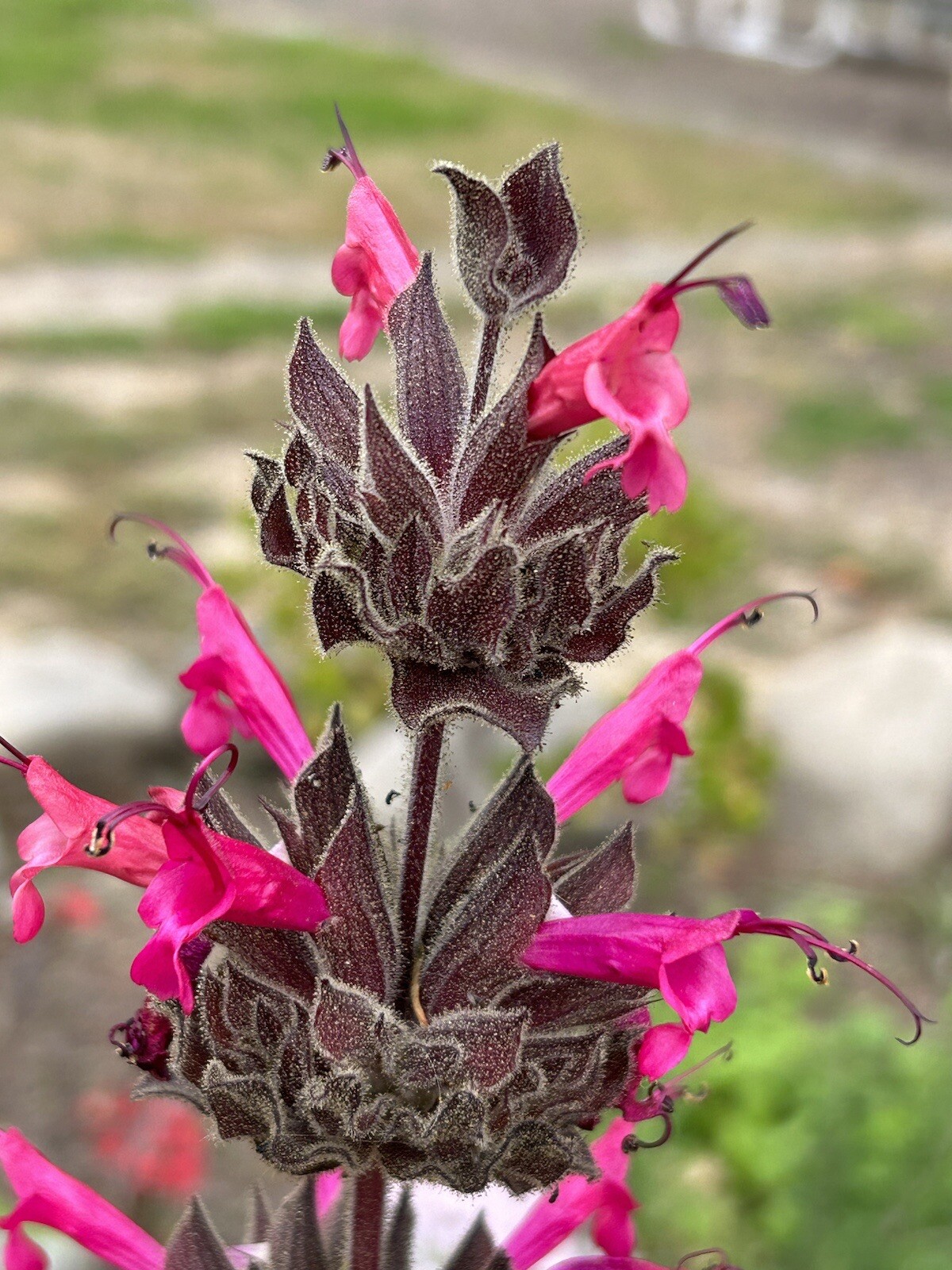 Salvia Spathacea, Hummingbird Sage, Pitcher Sage – 10 seeds – USA