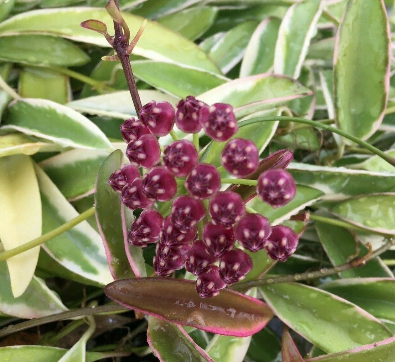 Hoya wayetii ‘Lori Lyn’, Rooted Plants Shipped in 2.5″ Pot