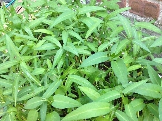 100+ Organic Thai Water Spinach seeds Ong Choy Kang Kong Xin Cai, Hột Rau Muống