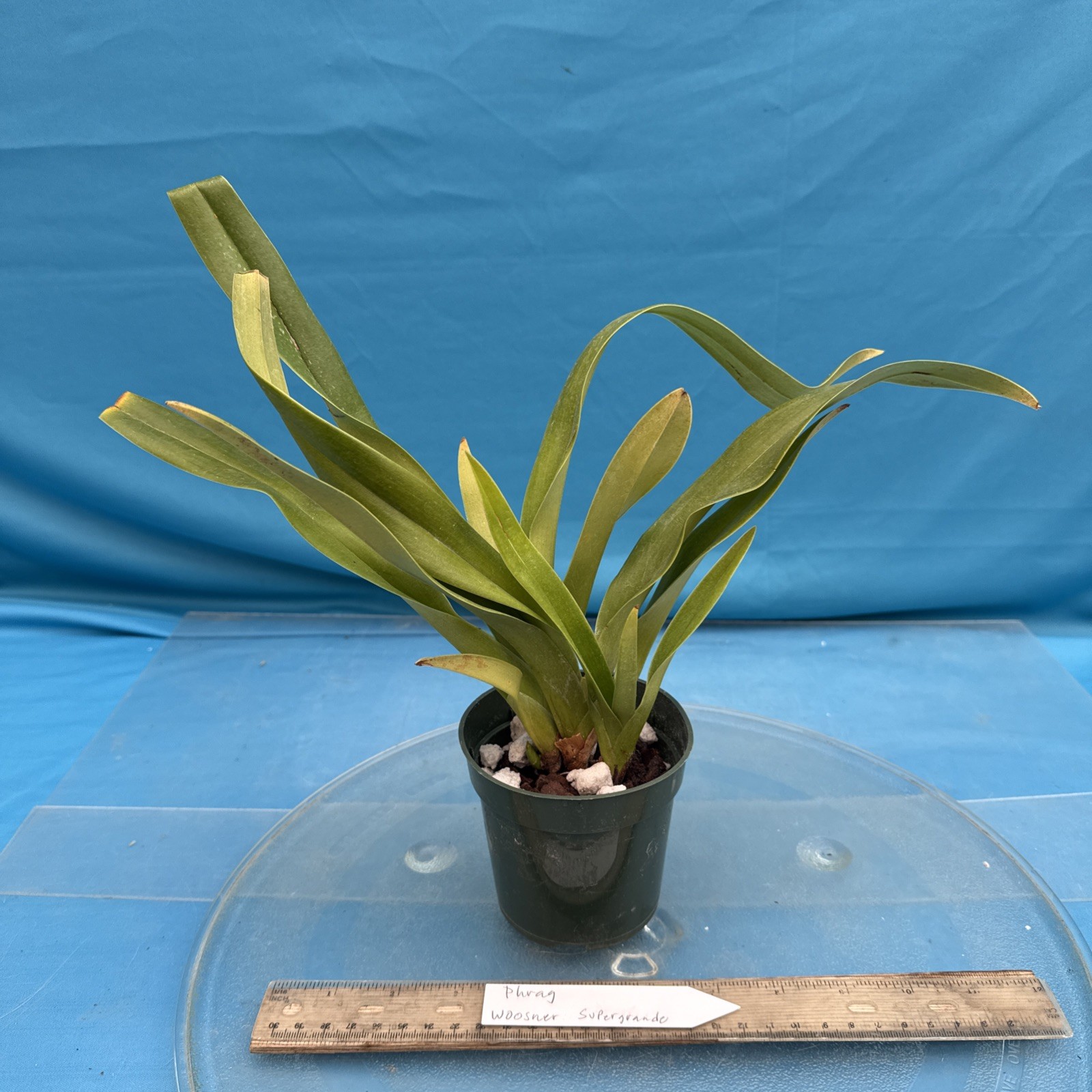 Phragmipedium Wossner Supergrande Olive Green Red Orchid 3 Growths 3.5” Pot