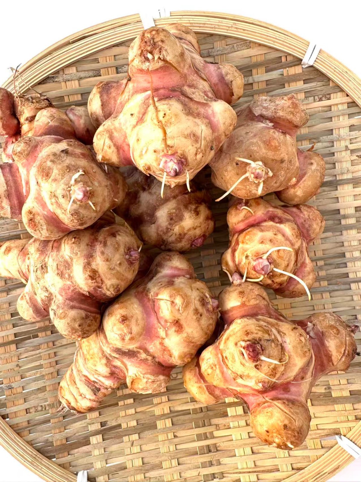Wholesale Sunchokes: 20lb Jerusalem Artichoke – Individual Tubers For Planting