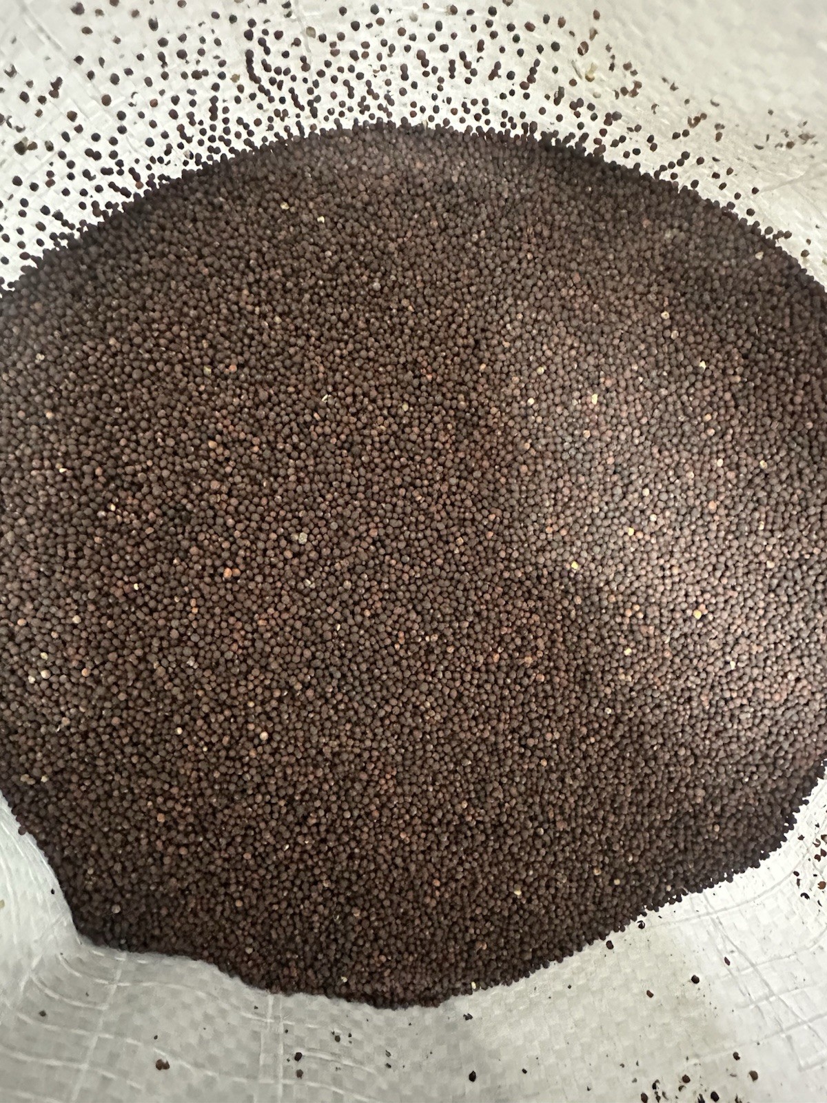 5 LBS Purple Top Turnip FOOD PLOT SEED, Deer, Turkey, Wildlife