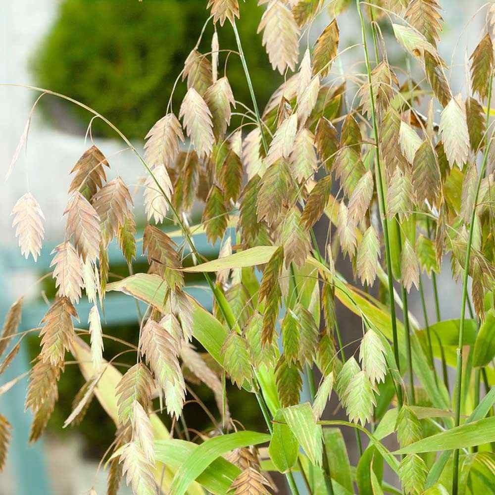50+ seeds of organic Northern Sea Oats, ornamental grass Year Round Interest