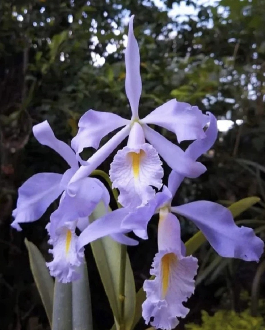 Cattleya maxima var. coerulea (x sib) Orchid Species – RareForm – 5″ Pot