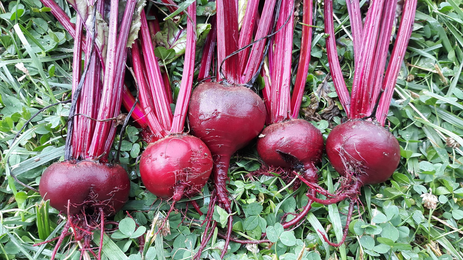 1200+ BULL’S BLOOD BEET SEEDS FRESH HARVEST FOR 2024 GARDENS
