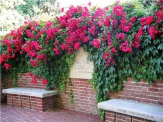 Fire Red Climbing Rose Bush 20 or 100 Seeds~Rare-Free Shipping-USA Seller