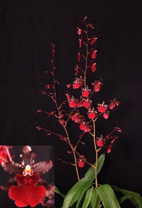 Oncostele Succubus ‘Night Shift’, Oncidium type Orchid Plant Shipped in 2.5″Pot