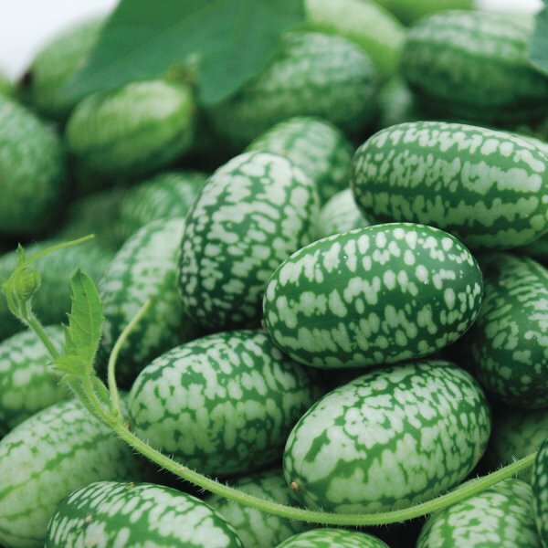 Mexican Sour Gherkin Cucumber Seeds – Cucamelon – Mouse Melon | Heirloom | 1060
