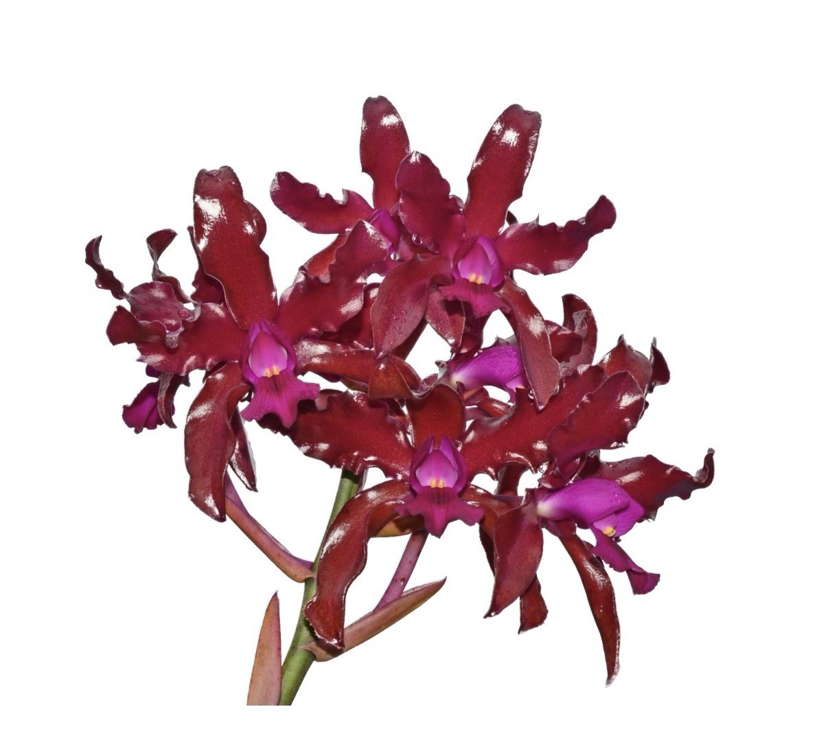 Lc. Mi Morena Raspberry Purple Red Shiny Flowers Orchid Hybrid 4.5” Pot