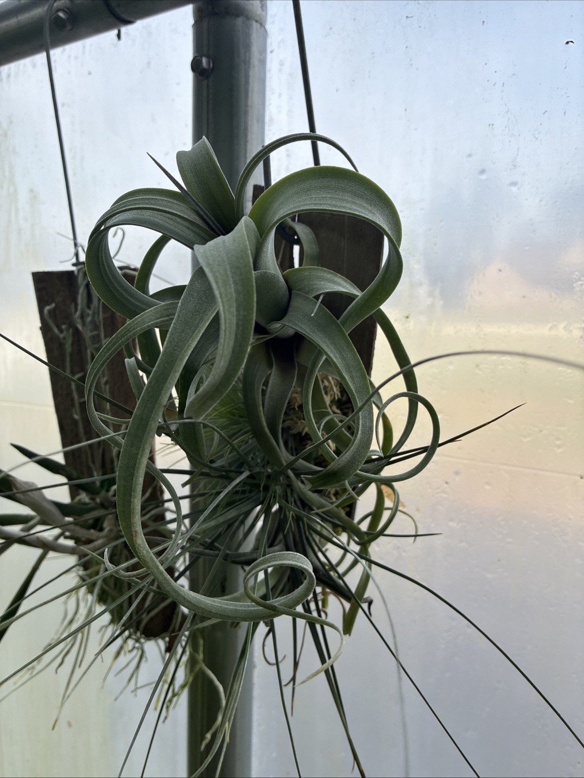 Air Plants Mounted