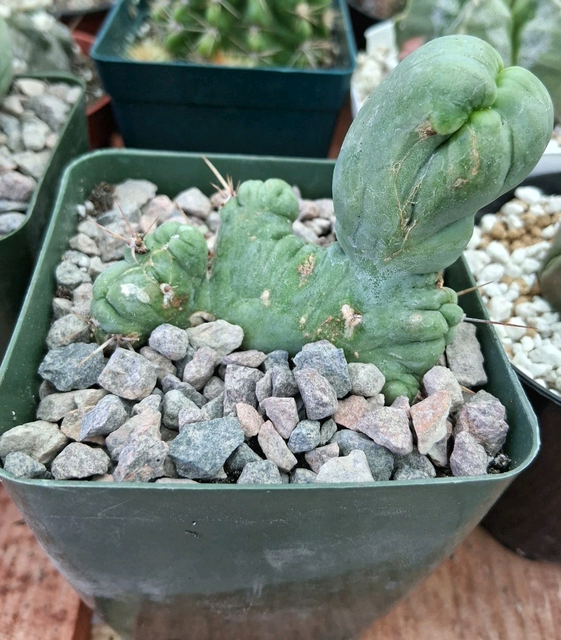 TBM Cactus CRESTED Plant Ships In A 4″ Pot Unique Species! Ornamental Cactus