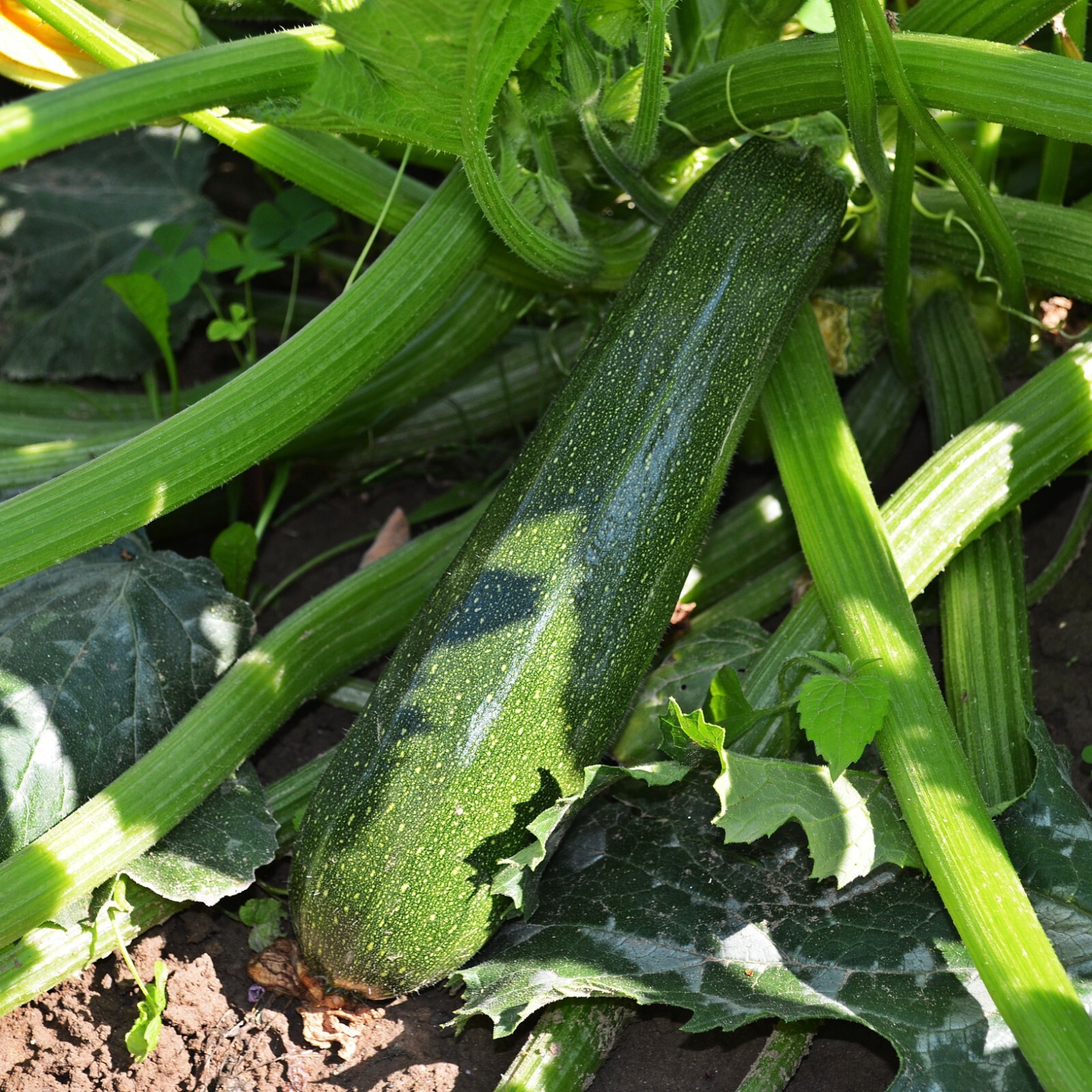 Zucchini Dark Green Seeds, High Yield, Easy to Grow, Non-GMO, Free Shipping