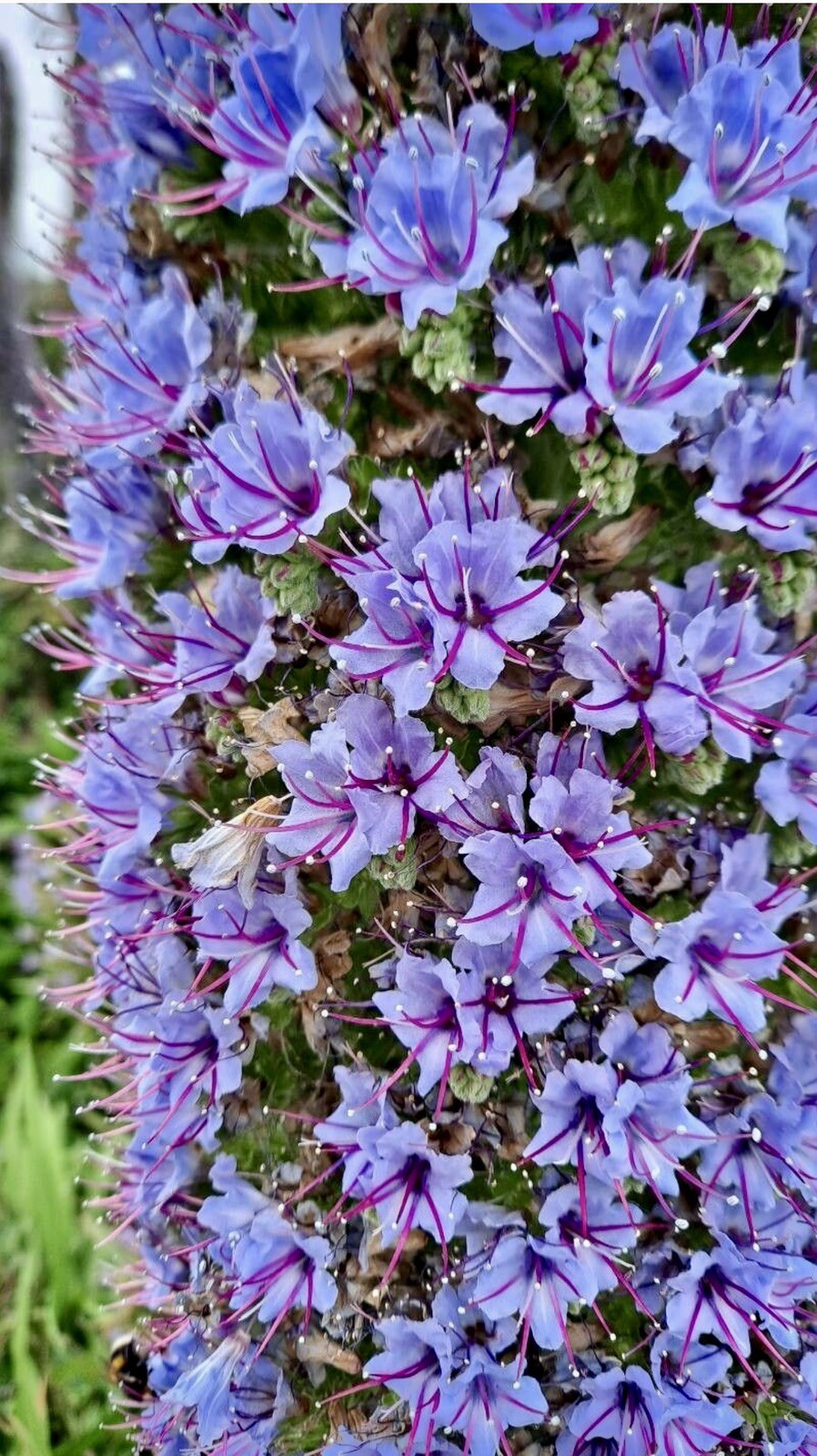 Pride of Madeira, Echium Candicans – 1 Seedling about 4 inches – USA