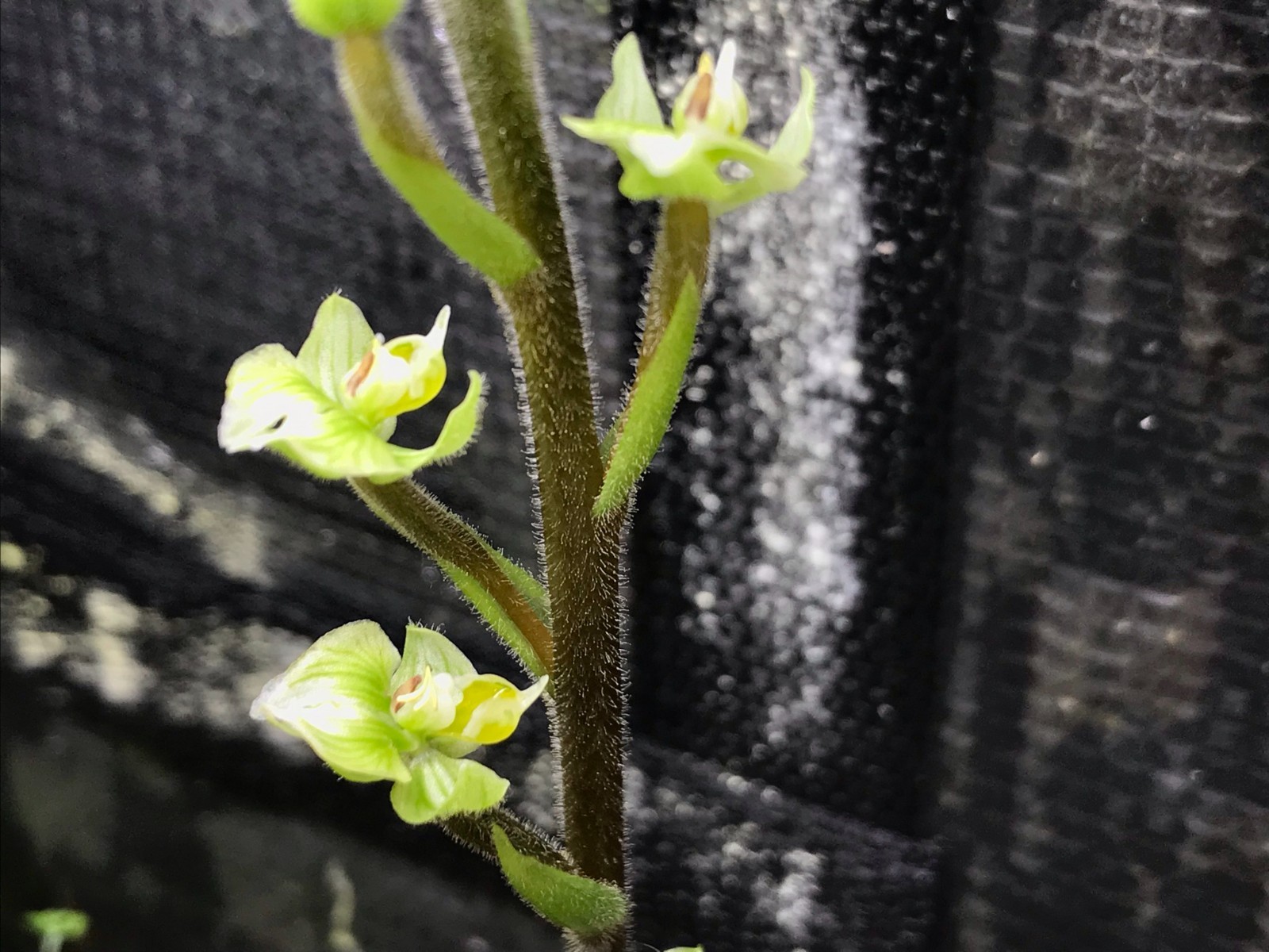 Ponthieva racemosa, Hairy Shadow Witch Terrestrial Orchid Flowering Plant