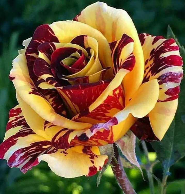New 10 Yellow Red Rose Seeds Flower Bush Perennial Flowers Flower Seed