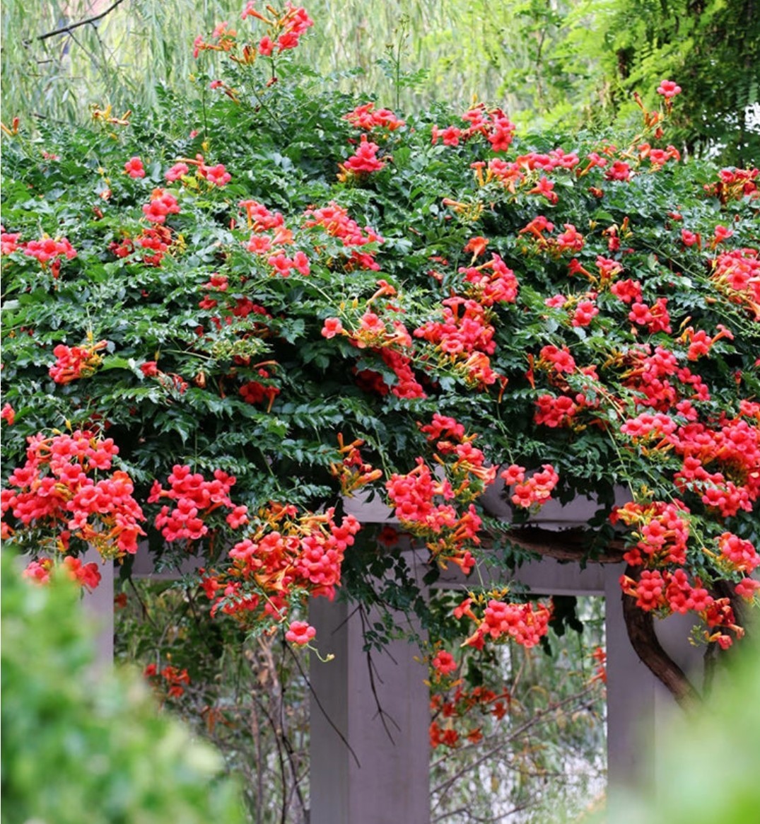 Orange Trumpet Vine Bare Root get 5 LIVE Plants