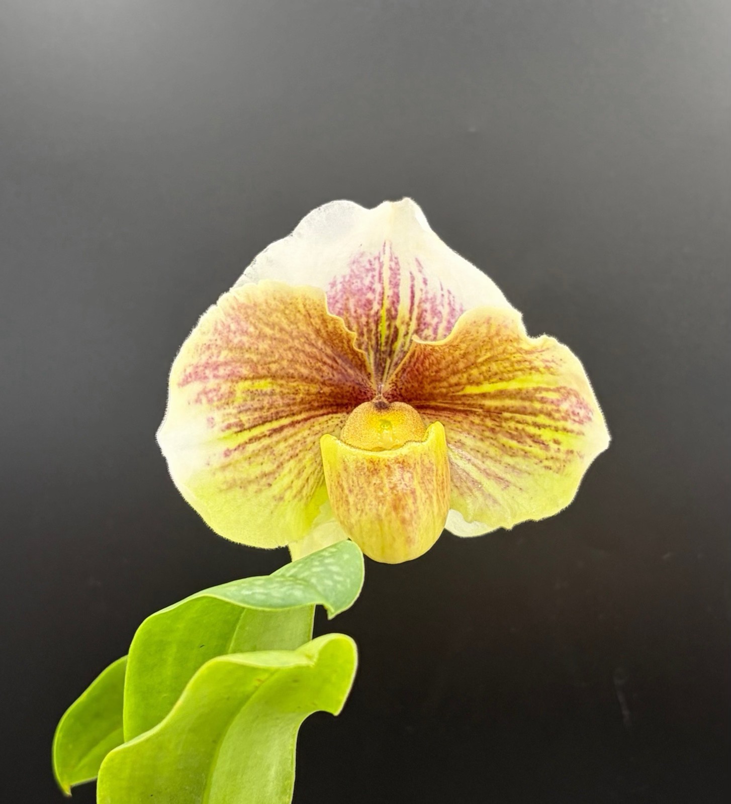Paphiopedilum QF Ma’ema’e #2 (Sirloin x Valor’s Beauty), in bud